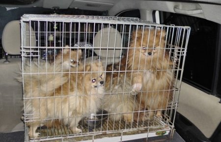 Жительница Артема осуждена за продажу псевдопородистых щенков