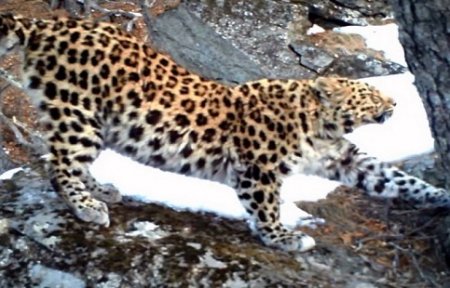 Приморская "Земля леопарда" пополнилась новой самкой.