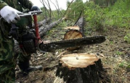 В Артеме вынесен приговор по делу о незаконной рубке деревьев, совершенной на территории населенного пункта и водоохраной зоне.