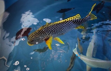 В Приморский океанариум привезли 50 видов экзотических рыб.
