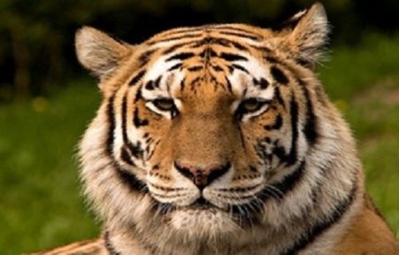 Ученые просят жителей города Артем в Приморье об осторожности из-за тигра.