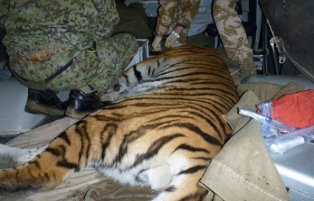 Еще одного тигра поймали в пригороде Артёма.