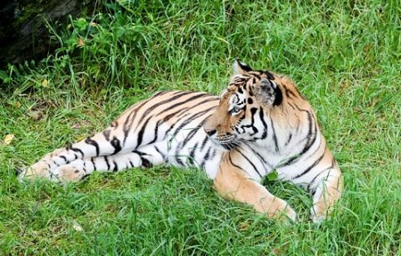 Взрослого тигра заметили местные жители под Уссурийском.
