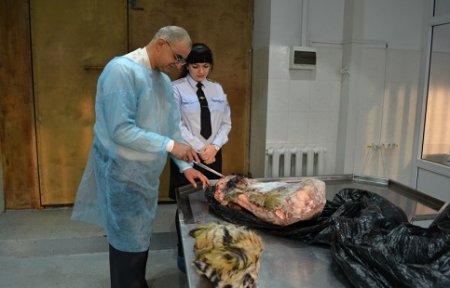 Житель Надеждинского района приговорен к обязательным работам за хранение туши амурского тигра.