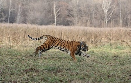 Тигра, пойманного под Артемом, выпустили на волю.