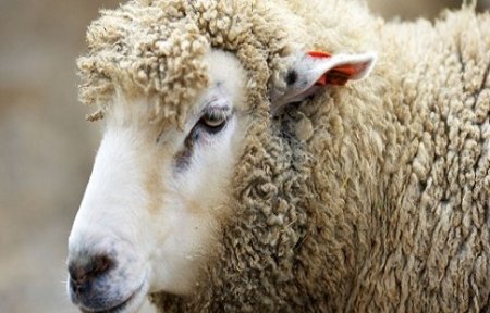 Новый очаг оспы овец выявлен в Уссурийске.