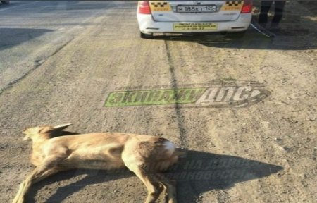 Таксист сбил животное в Артеме.