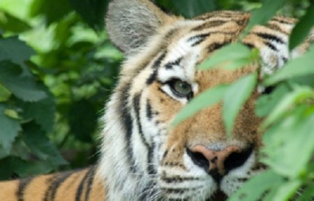 Охотнадзор Приморья просит не паниковать из-за шкотовского тигра.