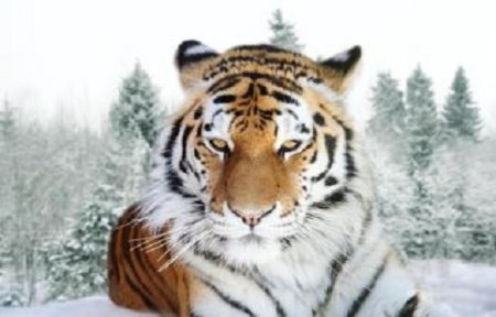 В одно из приморских сёл сегодня забрёл «Артёмовский» тигр.