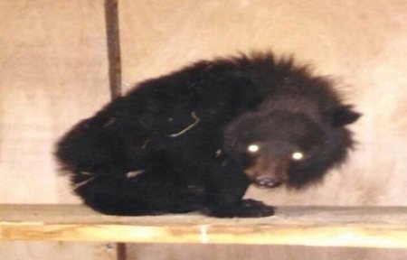Гималайского медвежонка-сироту спасли в Приморье.