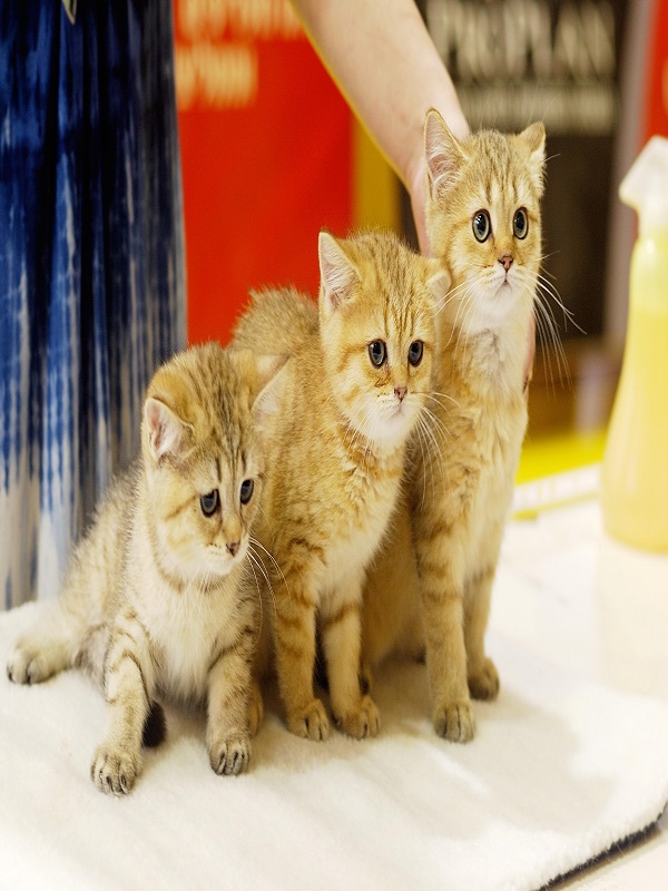 8 и 9 апреля – выставка кошек в городе Артеме