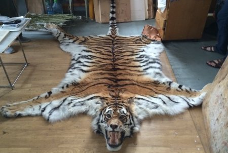 У бывшего депутата Думы Артема изъяли шкуру тигра.