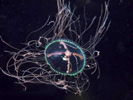 В Артеме зафиксировано появление медузы-крестовика