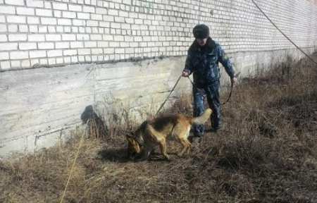 Служебная собака помогла обнаружить тайник с телефонами для заключенных.