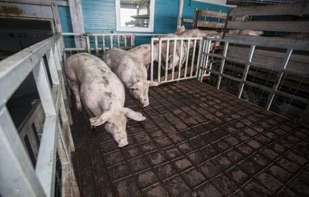Контроль ввоза мяса усилен в Приморском крае.