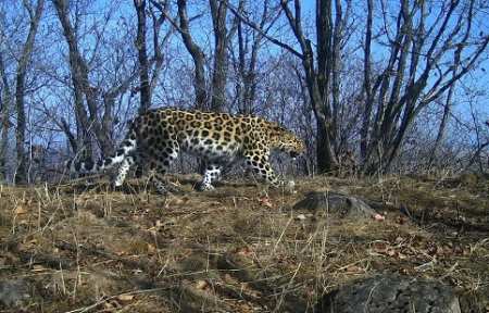 Новые леопарды появились в Приморье.
