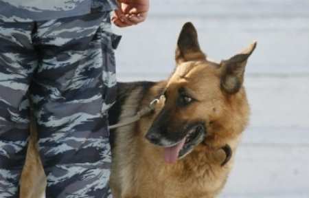 В ИК-20 служебная собака Адель обнаружила сверток с телефонами.