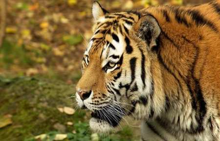 В Приморье задержали браконьеров со шкурами 19 амурских тигров.