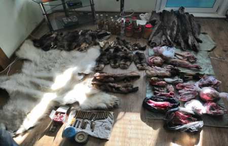 Пограничники в Приморье обнаружили два склада с дериватами краснокнижных зверей.