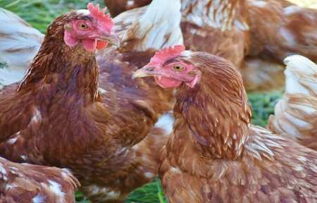 Птичий грипп нашли на птицефабрике в городе Артеме.