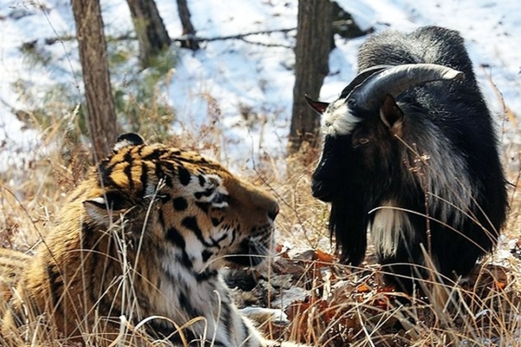 В Приморье умер козел Тимур, который прославился дружбой с тигром Амуром
