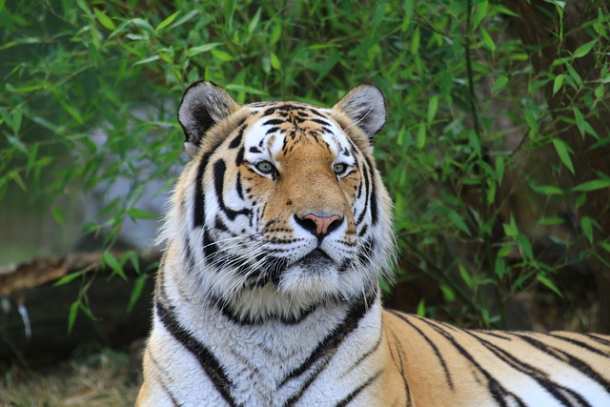 Тигр — символ Дальнего востока