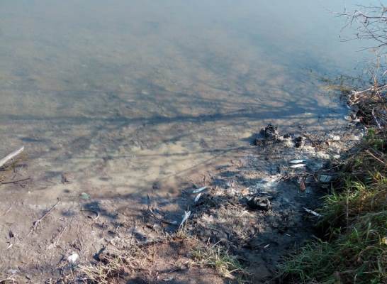 Рыба в реках Артёма погибла от асфиксии — ТИНРО представил первые результаты экспертизы