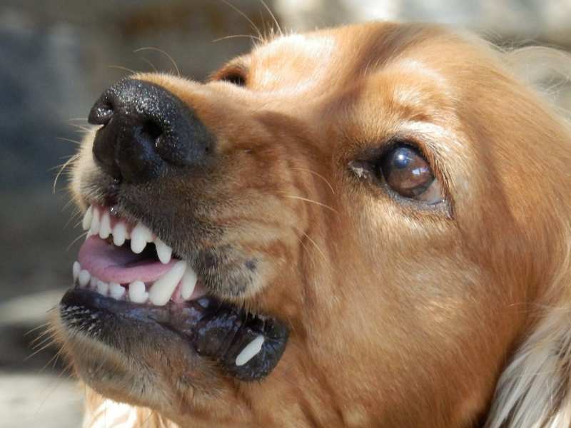 В Артеме проводится проверка по сообщению в СМИ новости о том, что на ребенка напала агрессивная собака