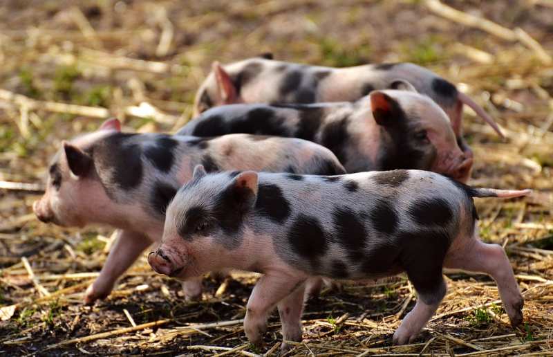 В Артемовском городском округе снят режим ЧС: из-за вспышки чумы свиней «утилизировали» 107 голов скота.