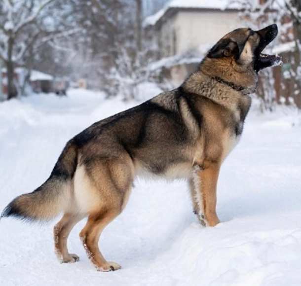 Прокуратура г. Артёма взяла на контроль установление обстоятельств нападения собаки на школьника в посёлке Заводском